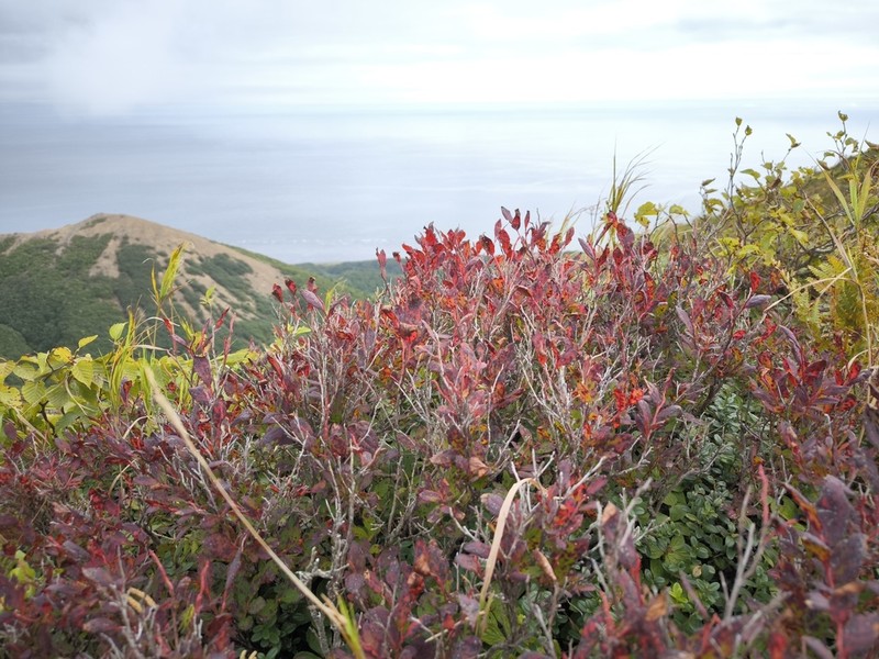 Vaccinium smallii photo 4