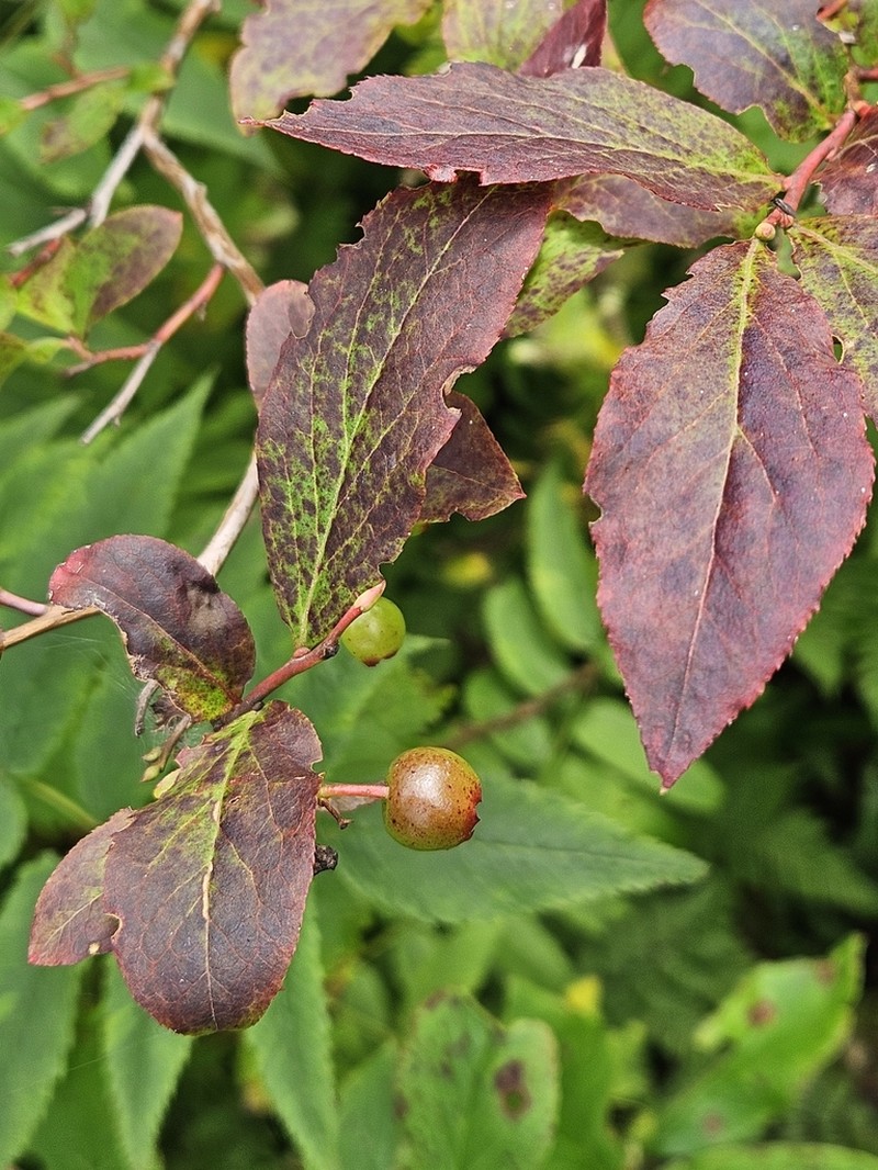 Vaccinium smallii photo 5