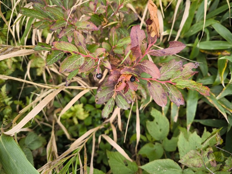 Vaccinium smallii photo 6