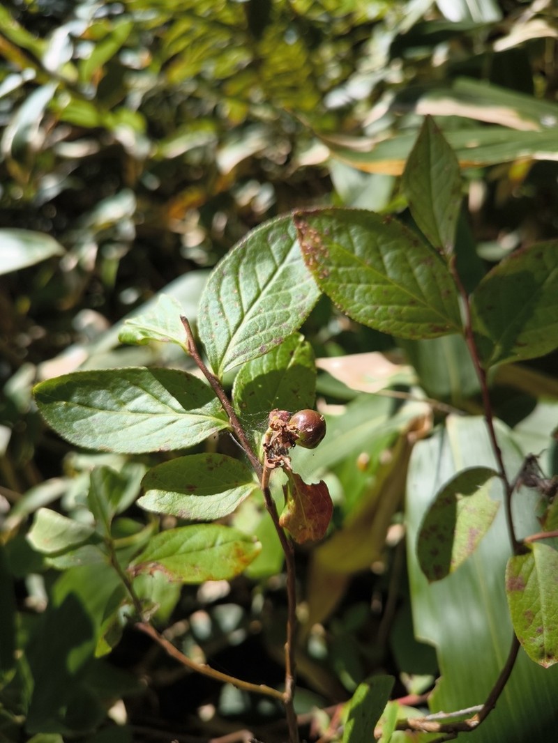Vaccinium smallii photo 7