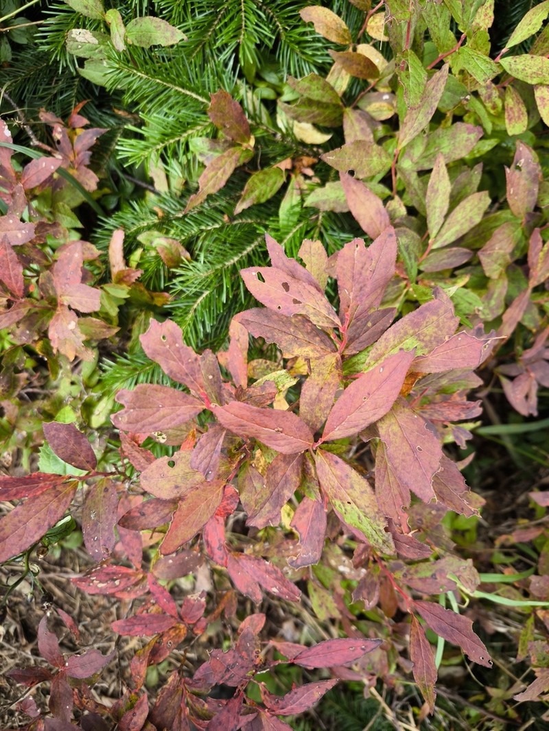 Vaccinium smallii photo 8
