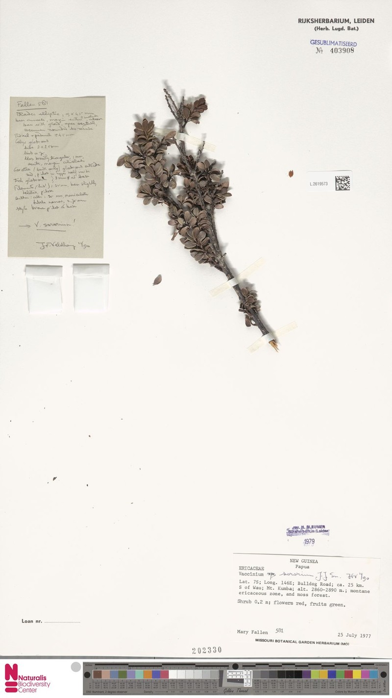 Vaccinium sororium