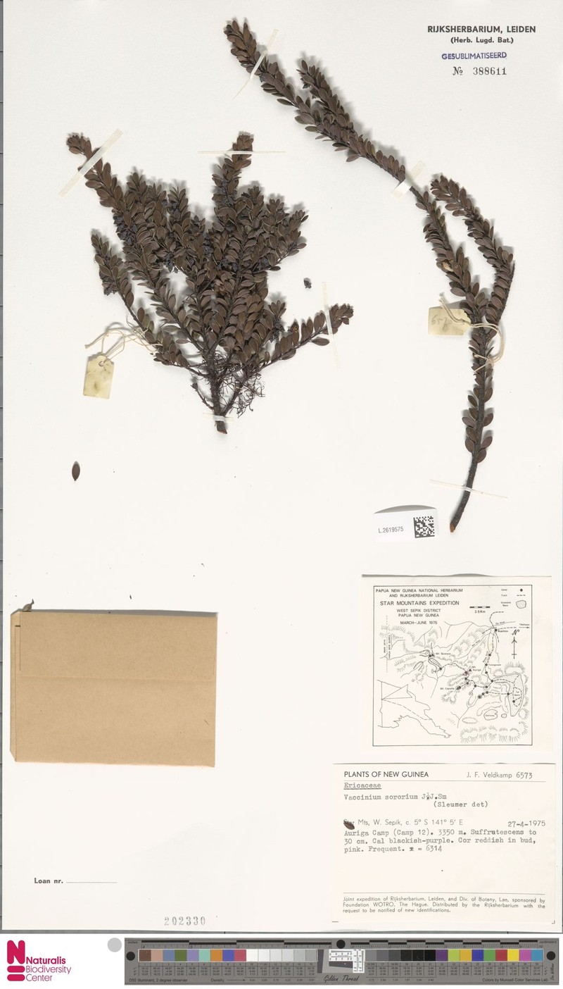 Vaccinium sororium photo 2