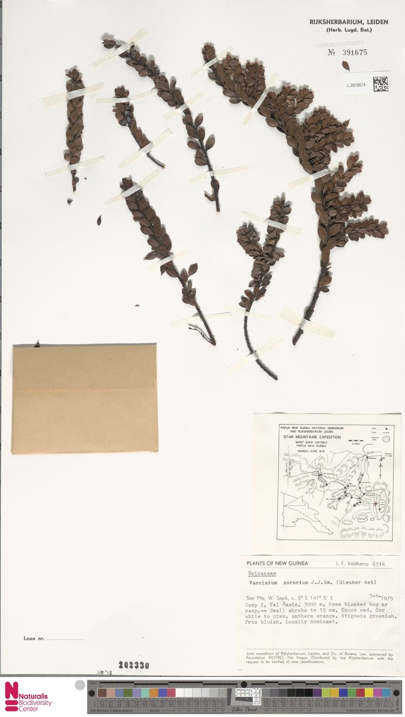 Vaccinium sororium photo 3