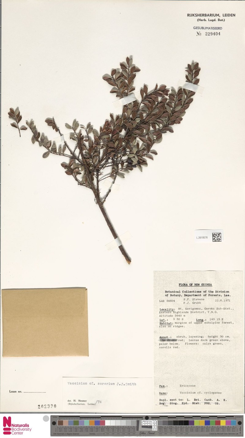 Vaccinium sororium photo 4