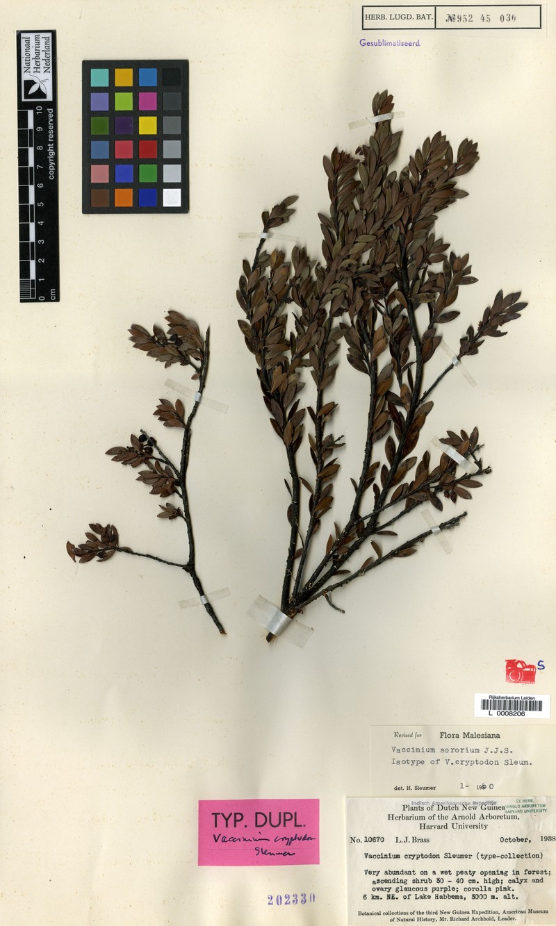 Vaccinium sororium photo 5