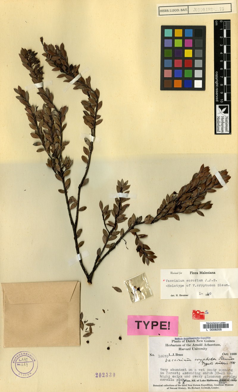 Vaccinium sororium photo 6