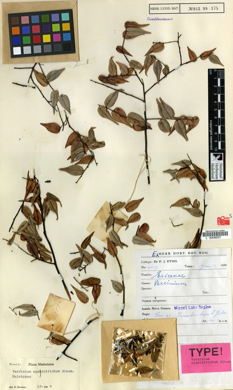 Vaccinium spaniotrichum