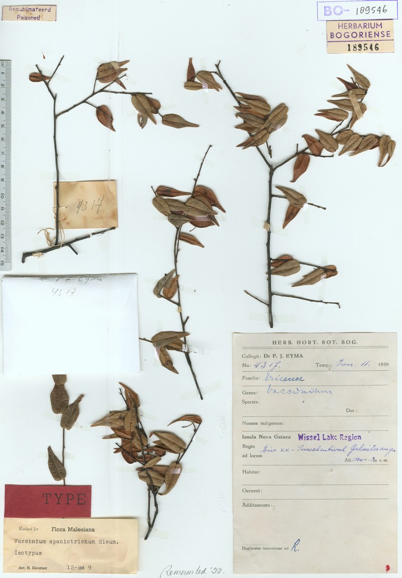 Vaccinium spaniotrichum photo 2