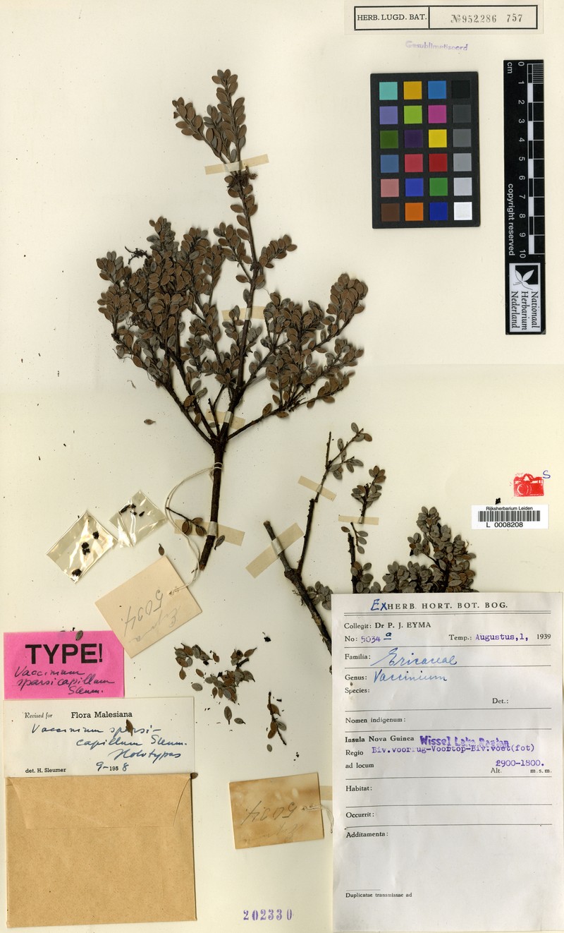 Vaccinium sparsicapillum