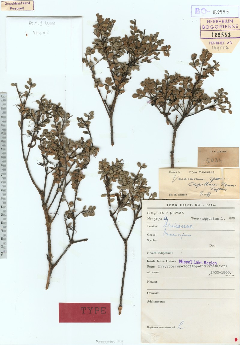 Vaccinium sparsicapillum photo 2