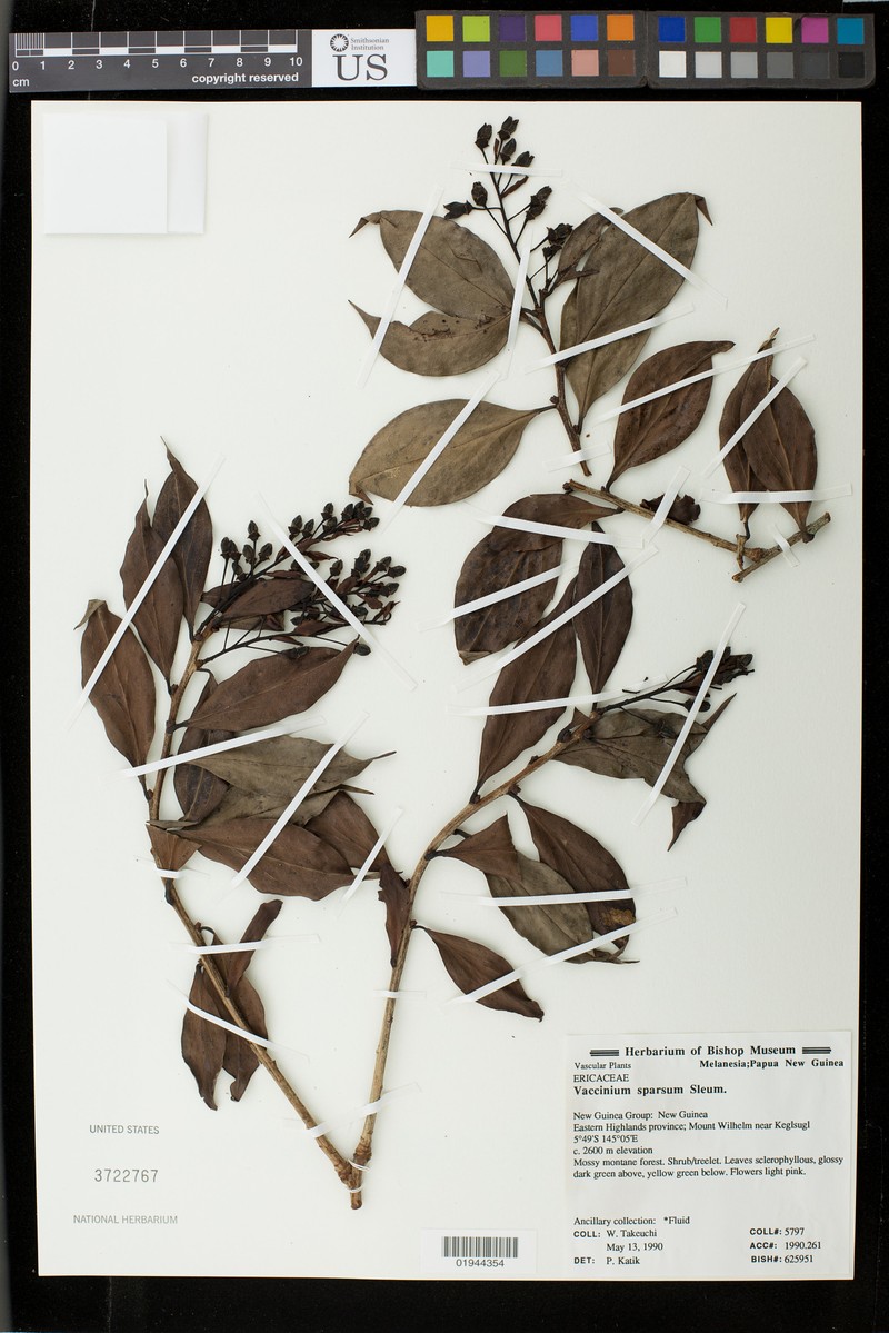 Vaccinium sparsum