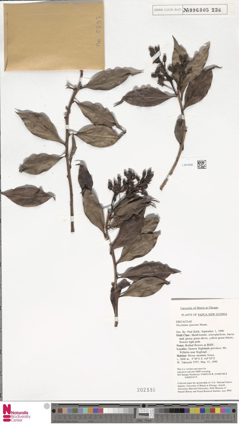 Vaccinium sparsum photo 2