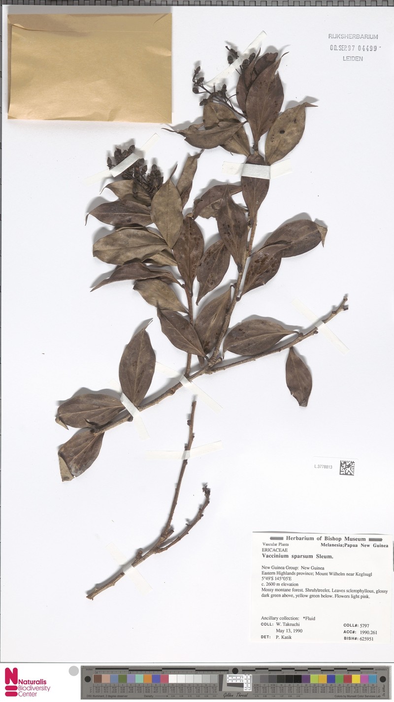 Vaccinium sparsum photo 3