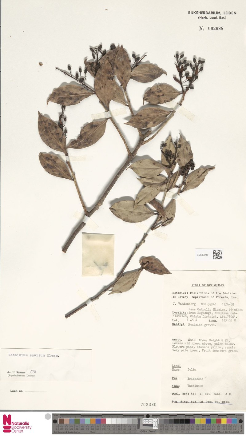 Vaccinium sparsum photo 4