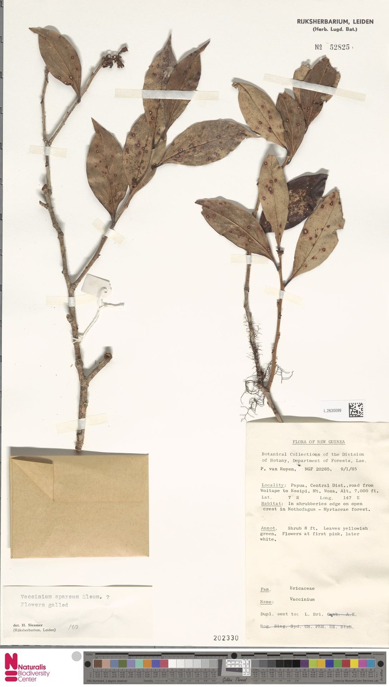 Vaccinium sparsum photo 5