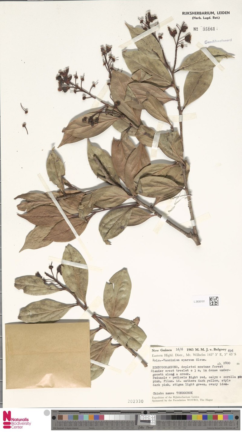 Vaccinium sparsum photo 6