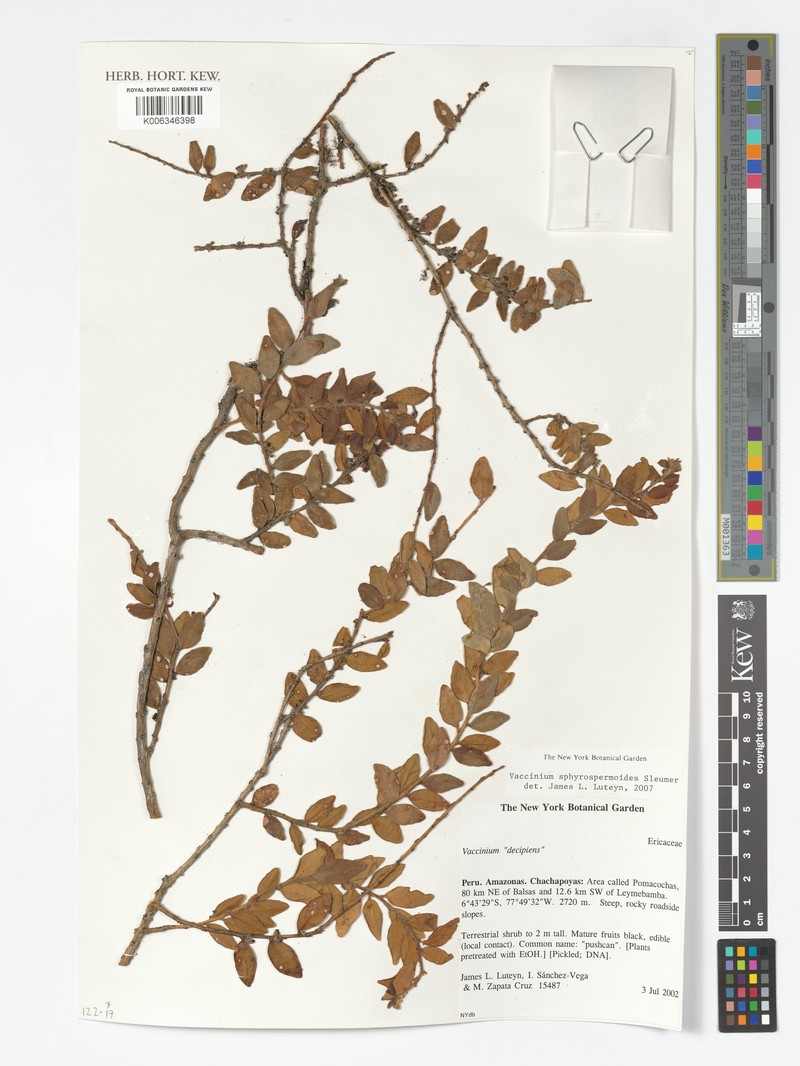 Vaccinium sphyrospennoides