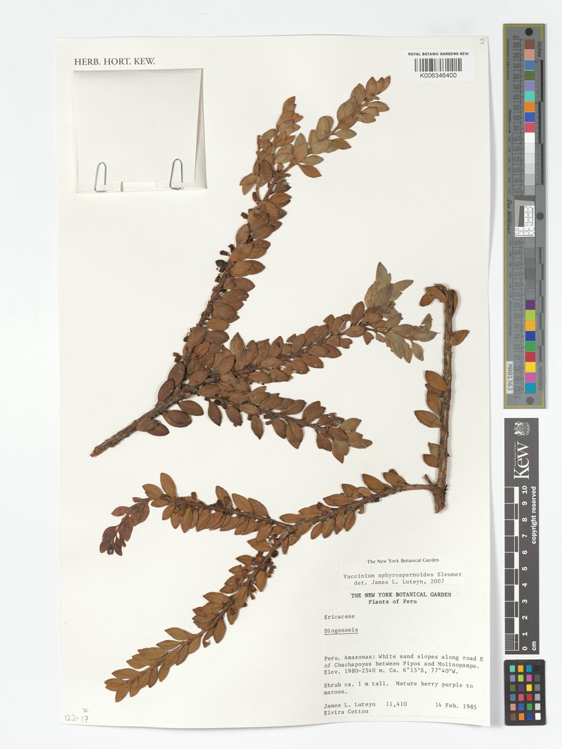 Vaccinium sphyrospennoides photo 2