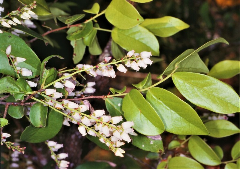 Vaccinium sprengelii