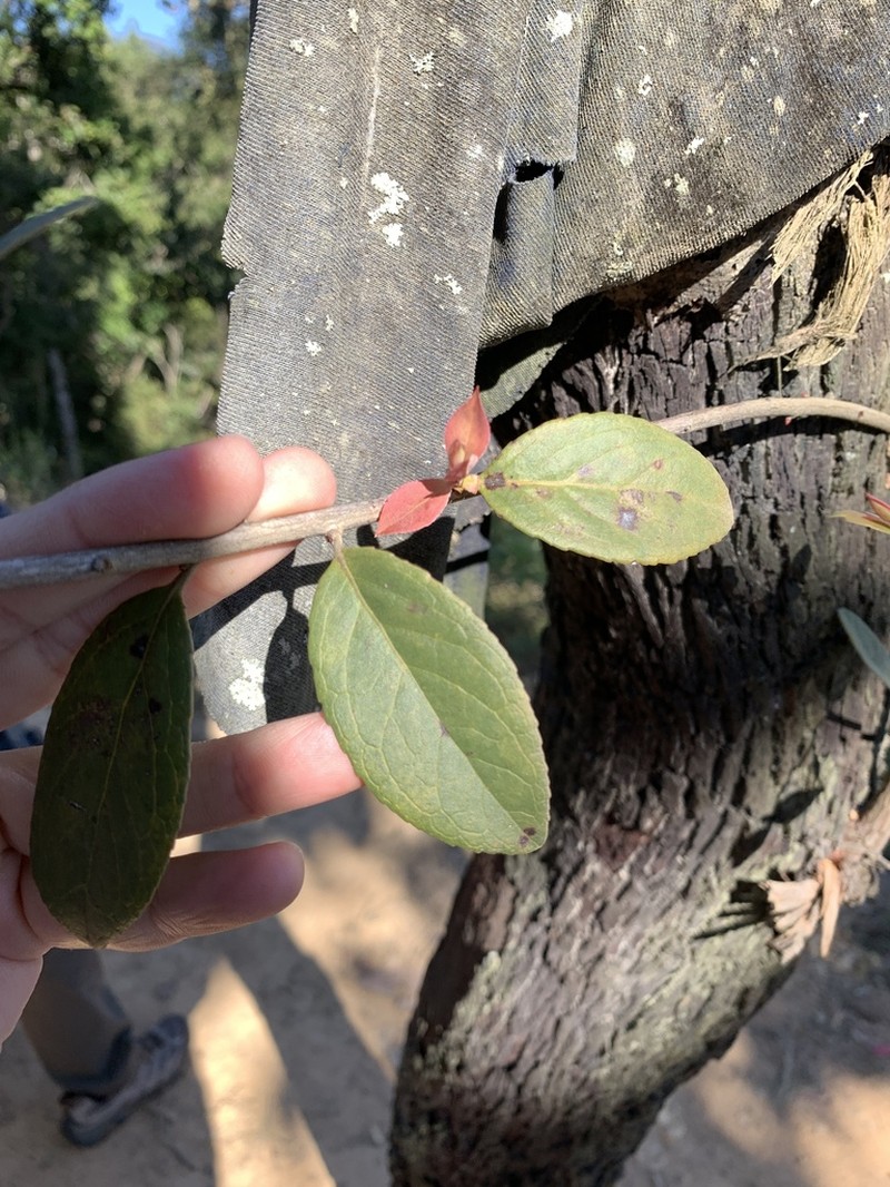 Vaccinium sprengelii photo 2