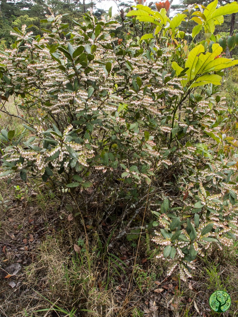 Vaccinium sprengelii photo 3