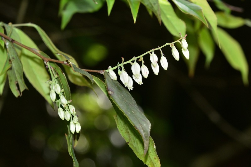 Vaccinium sprengelii photo 4