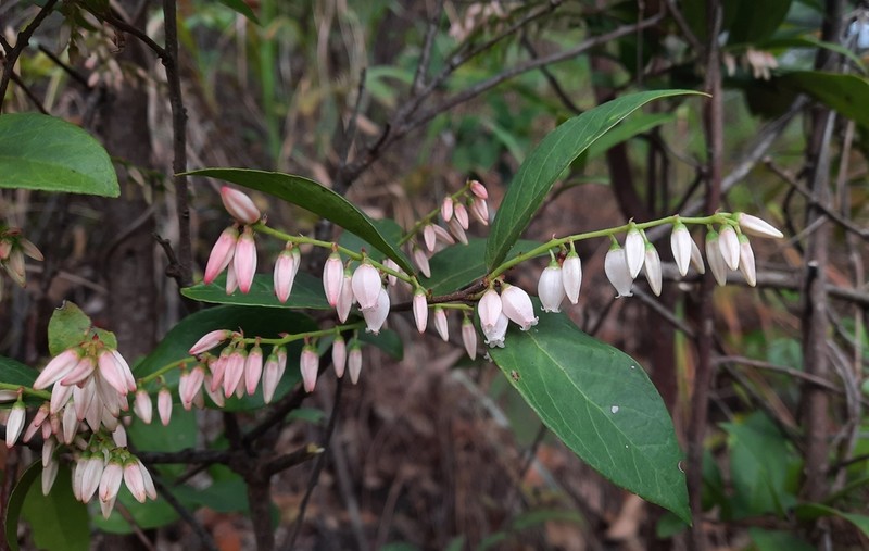 Vaccinium sprengelii photo 5