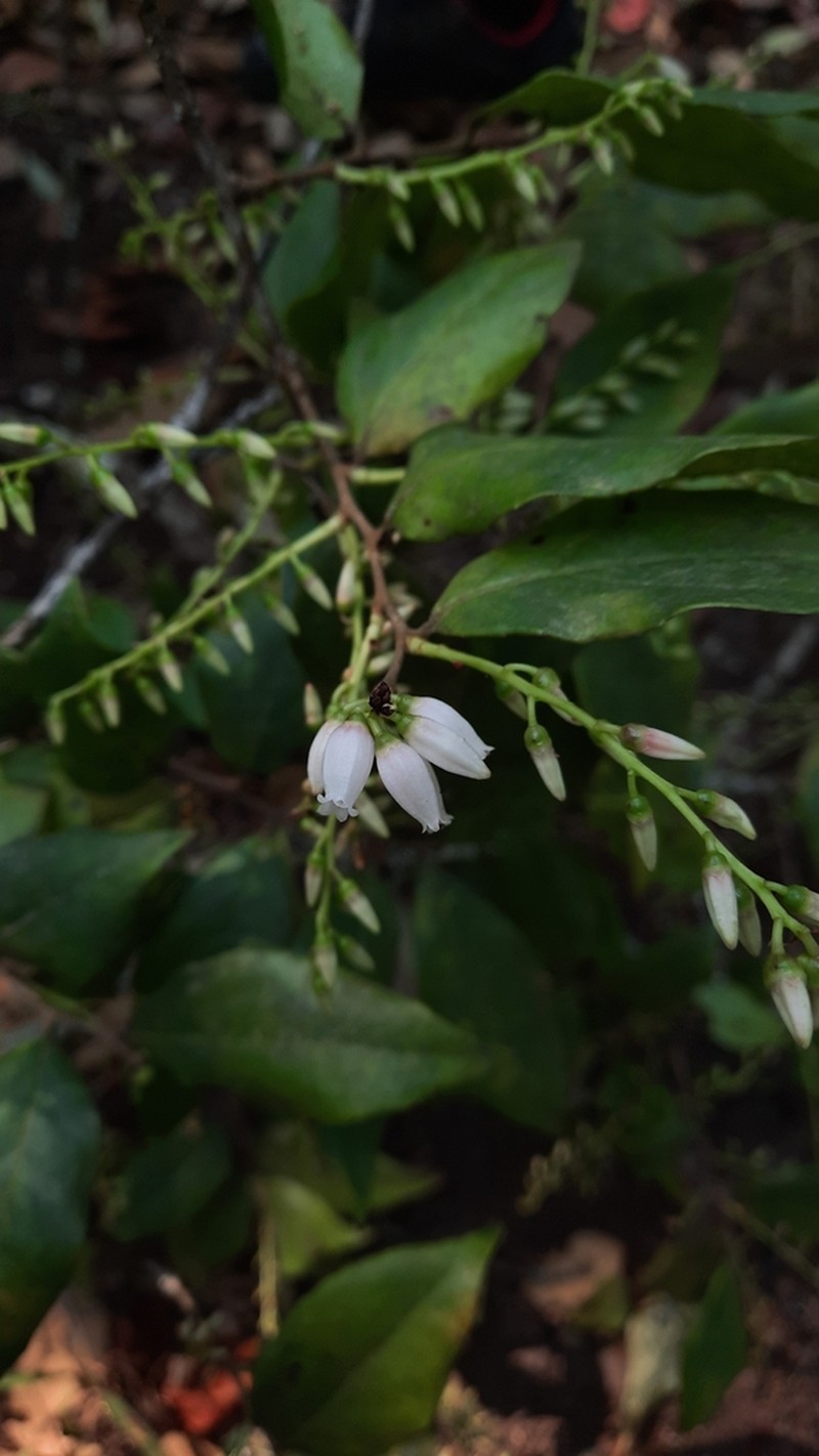Vaccinium sprengelii photo 6