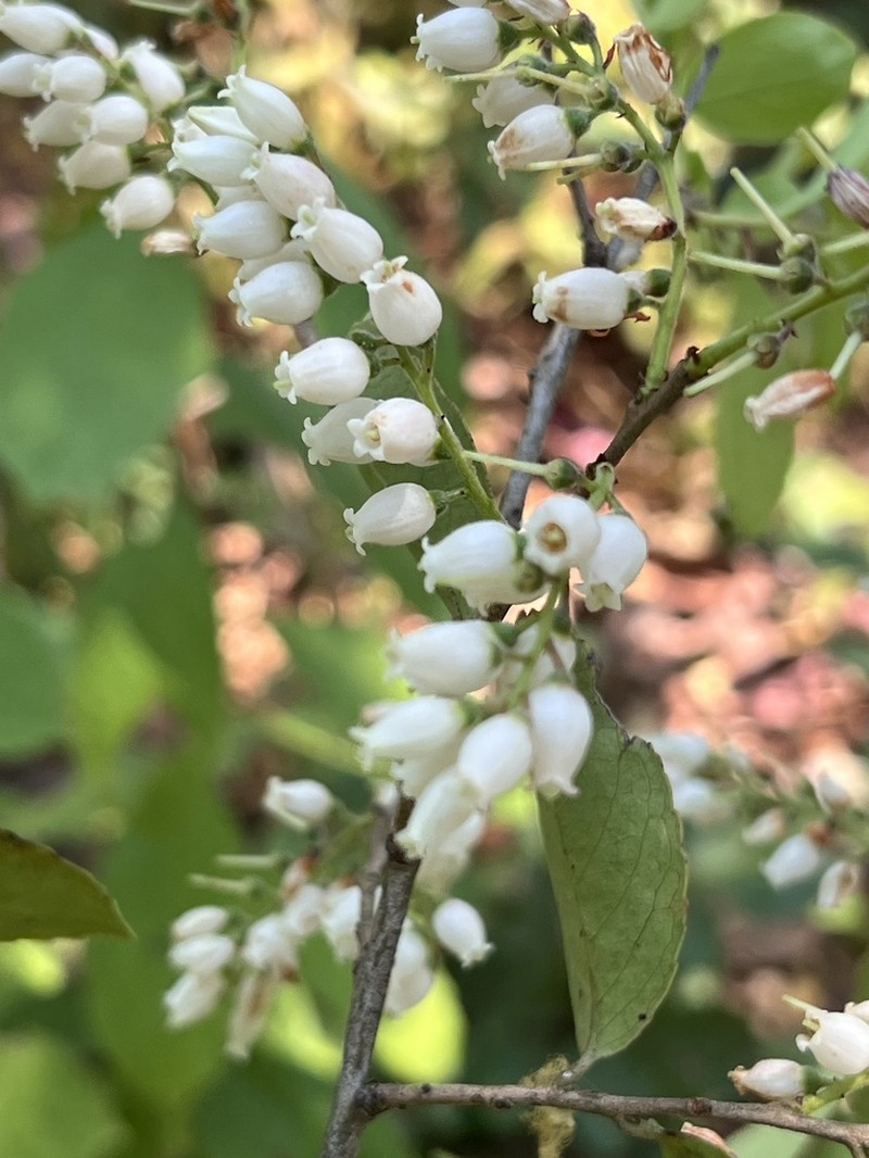 Vaccinium sprengelii photo 7