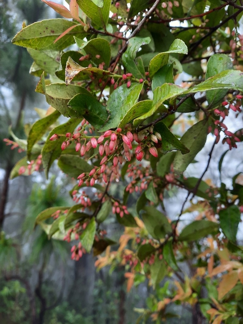 Vaccinium sprengelii photo 8