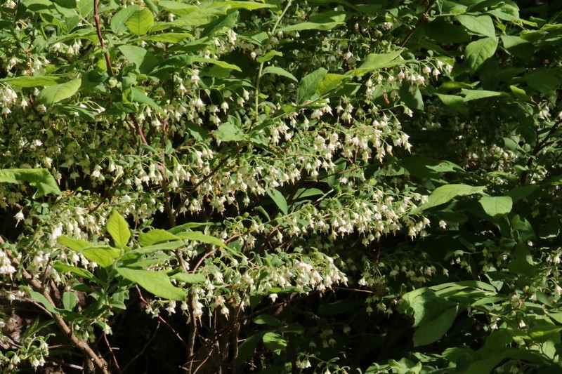 Deerberry photo 3