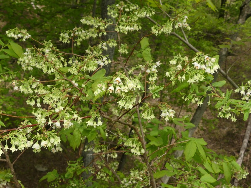 Deerberry photo 5