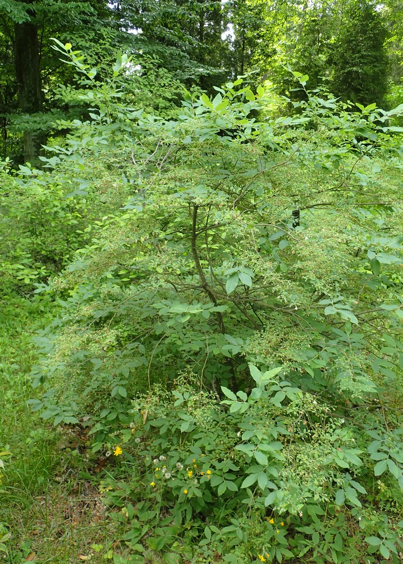 Deerberry photo 3