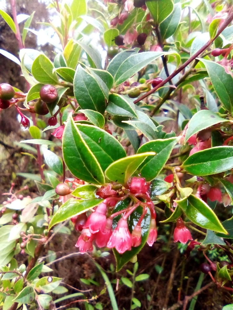 Vaccinium stanleyi photo 2