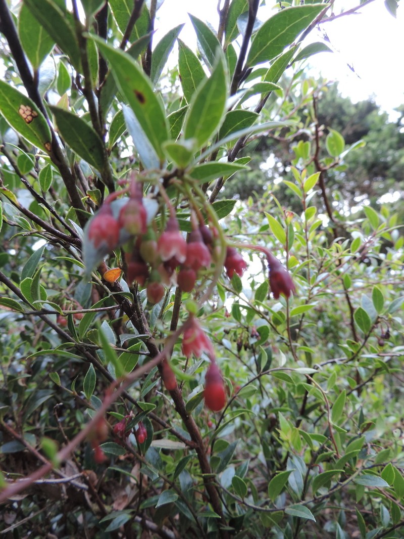 Vaccinium stanleyi photo 3