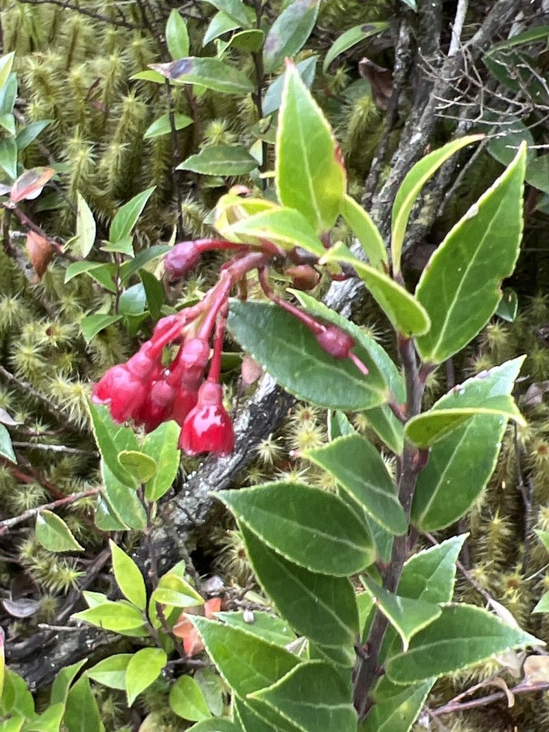 Vaccinium stanleyi photo 4