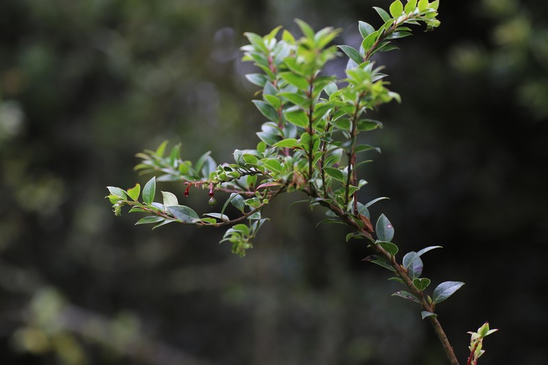 Vaccinium stanleyi photo 5