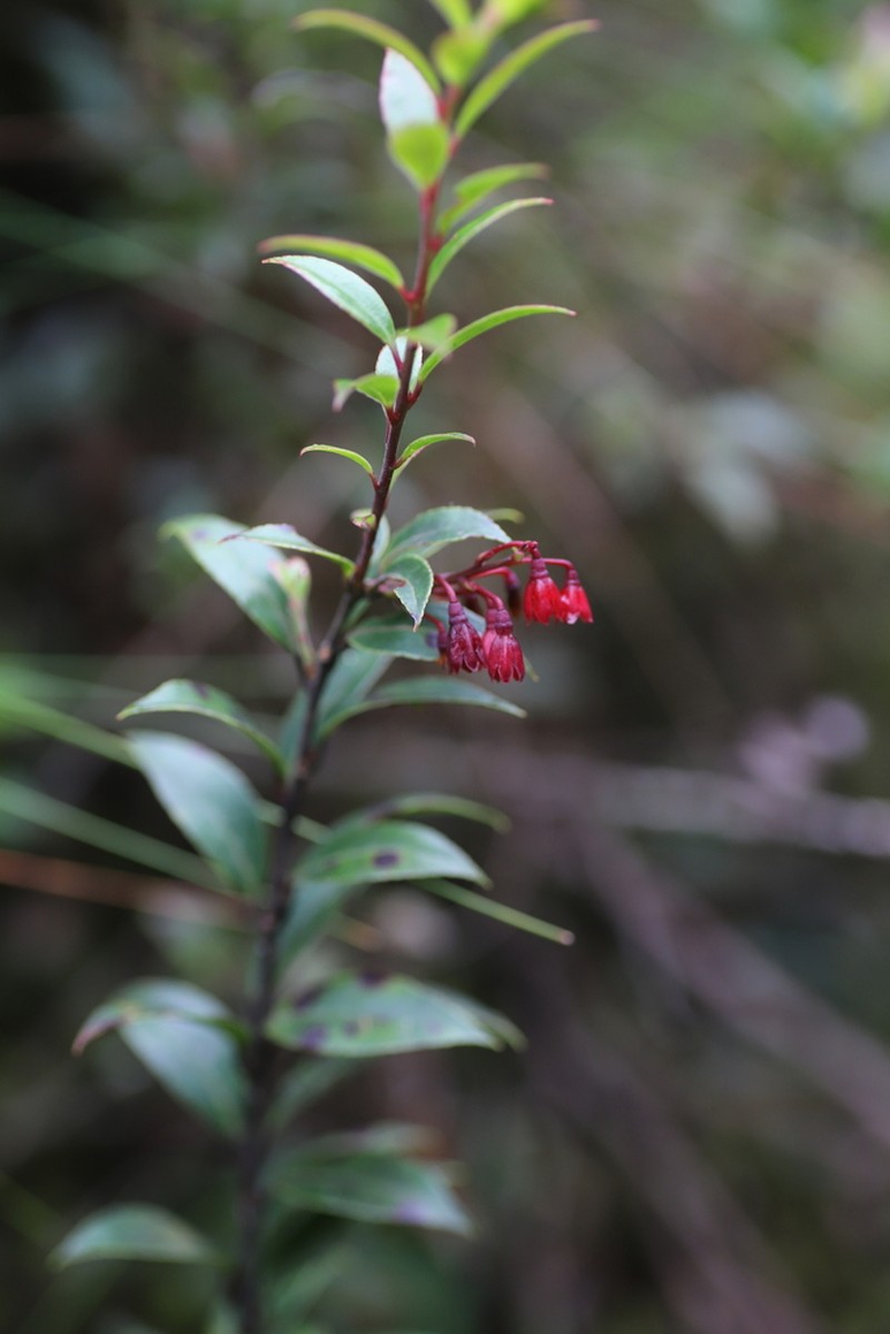 Vaccinium stanleyi photo 6