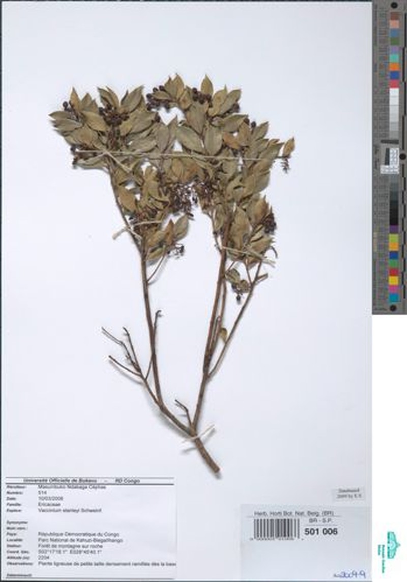 Vaccinium stanleyi photo 8