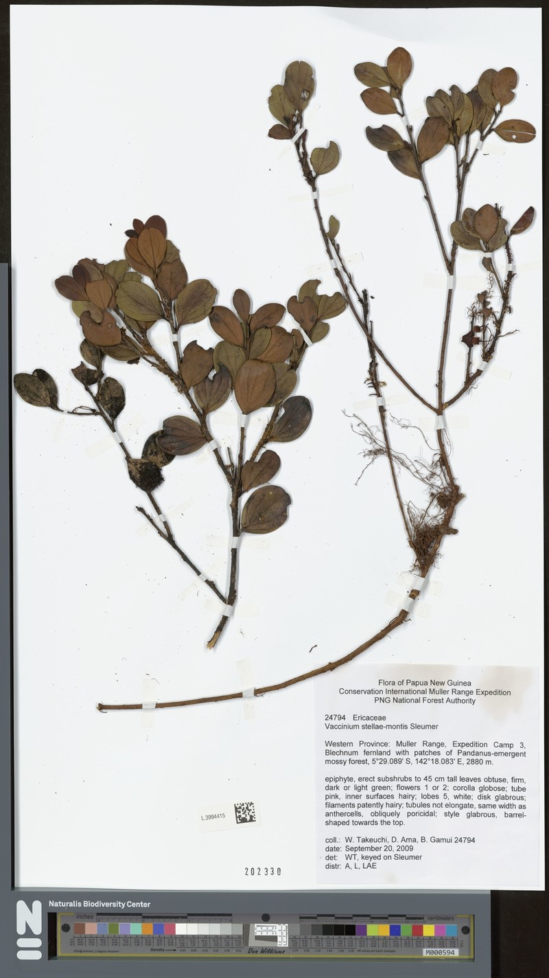 Vaccinium stellae-montis