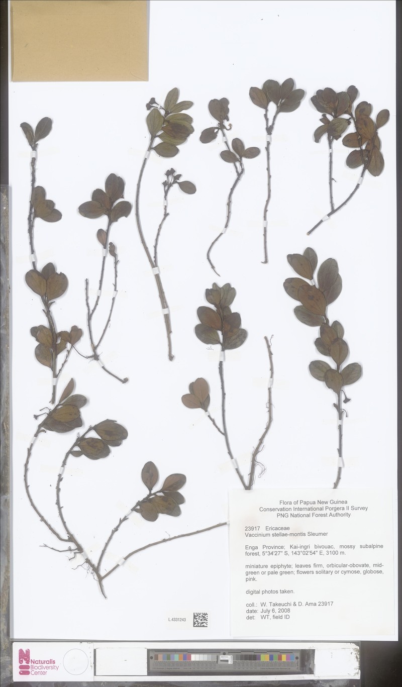 Vaccinium stellae-montis photo 2