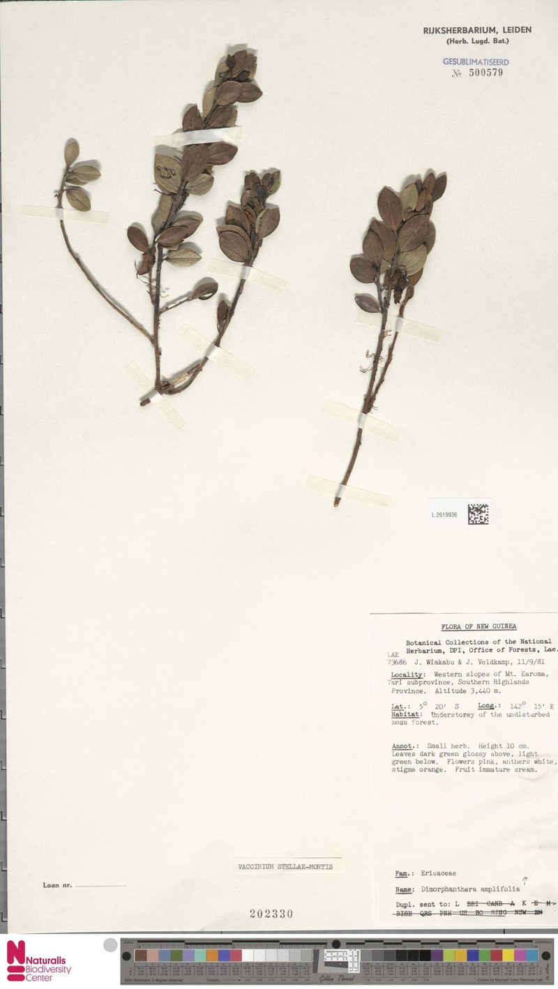 Vaccinium stellae-montis photo 3