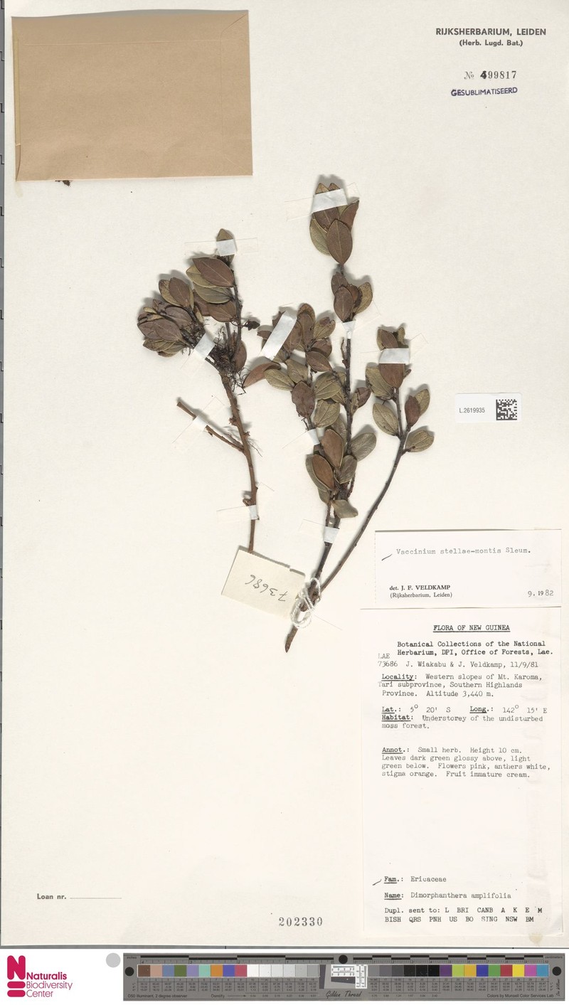 Vaccinium stellae-montis photo 4