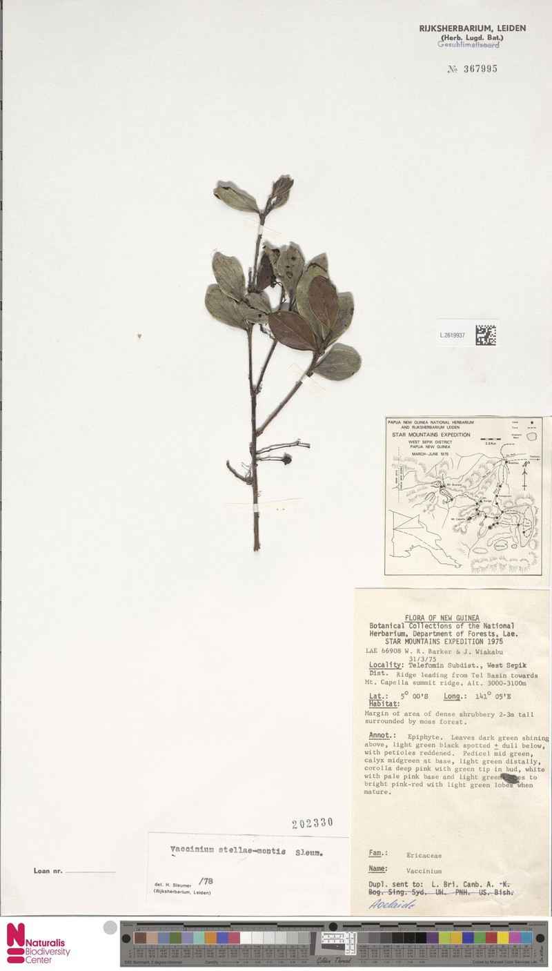 Vaccinium stellae-montis photo 5