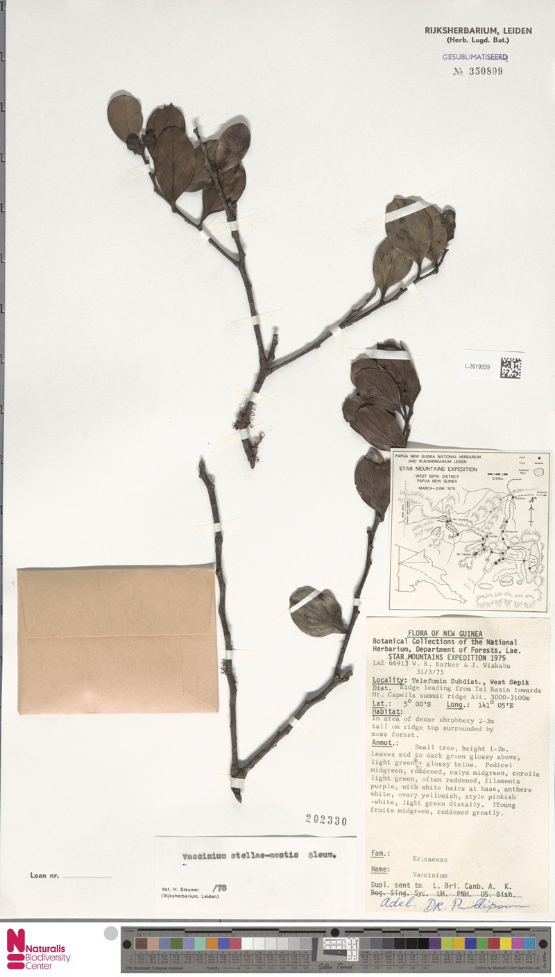 Vaccinium stellae-montis photo 6
