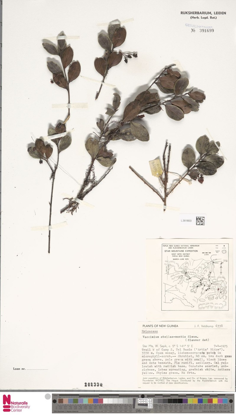 Vaccinium stellae-montis photo 7