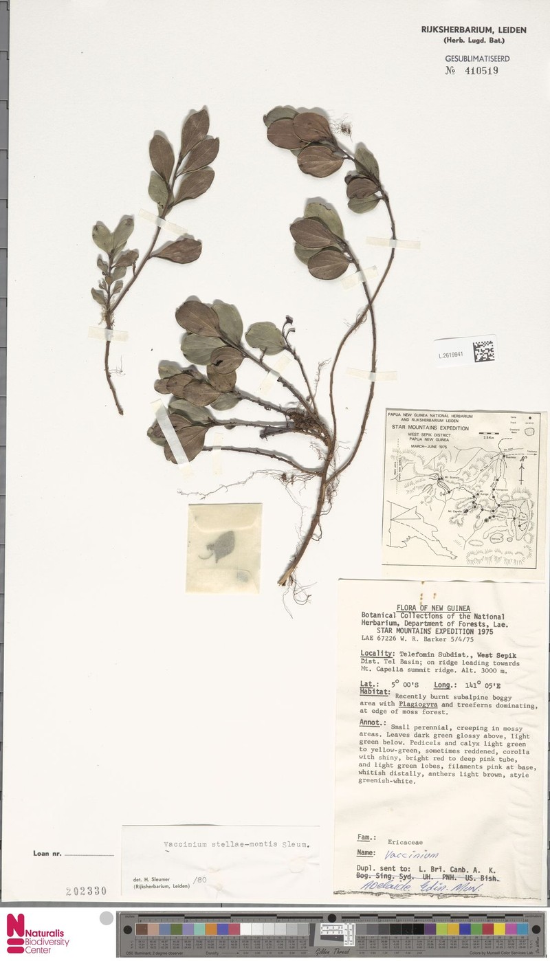 Vaccinium stellae-montis photo 8