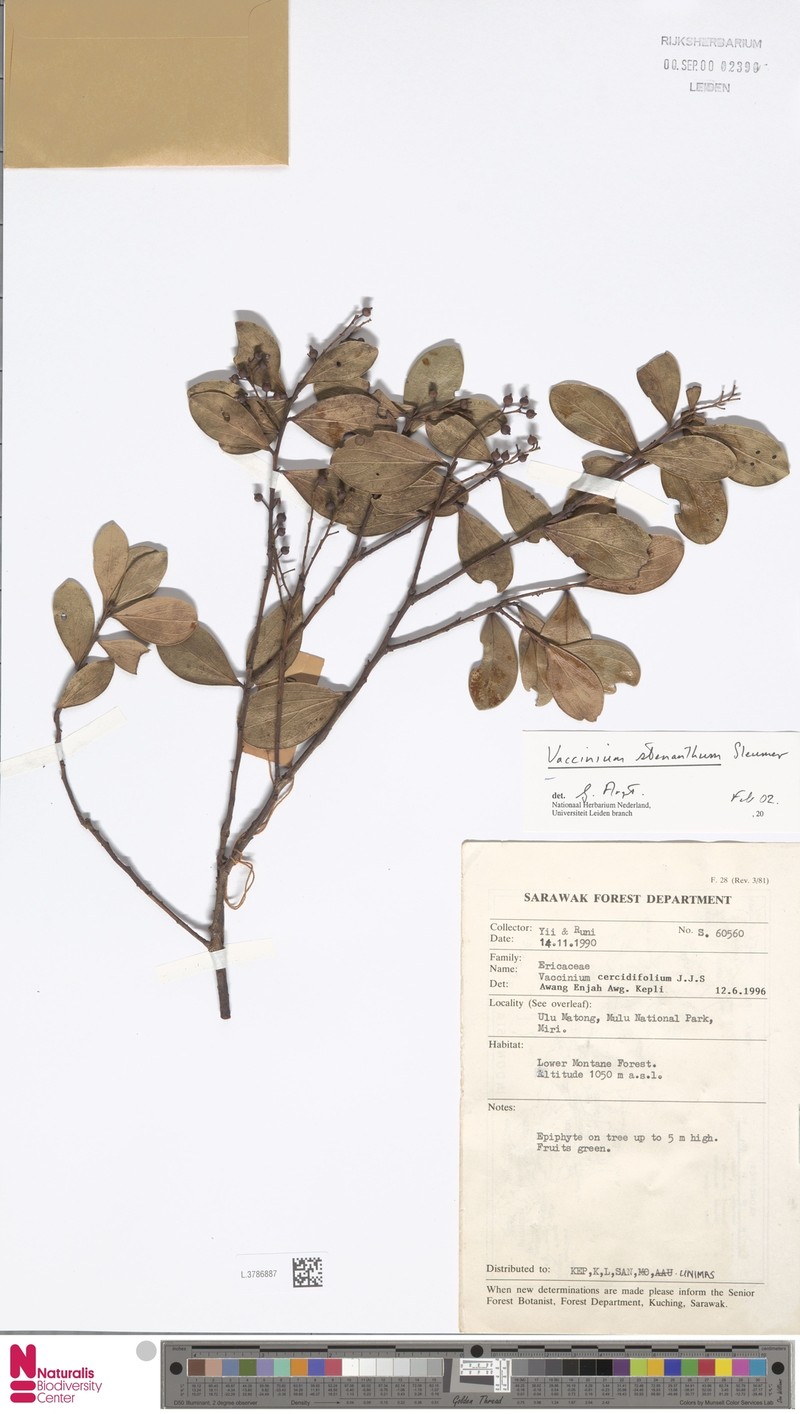 Vaccinium stenanthum