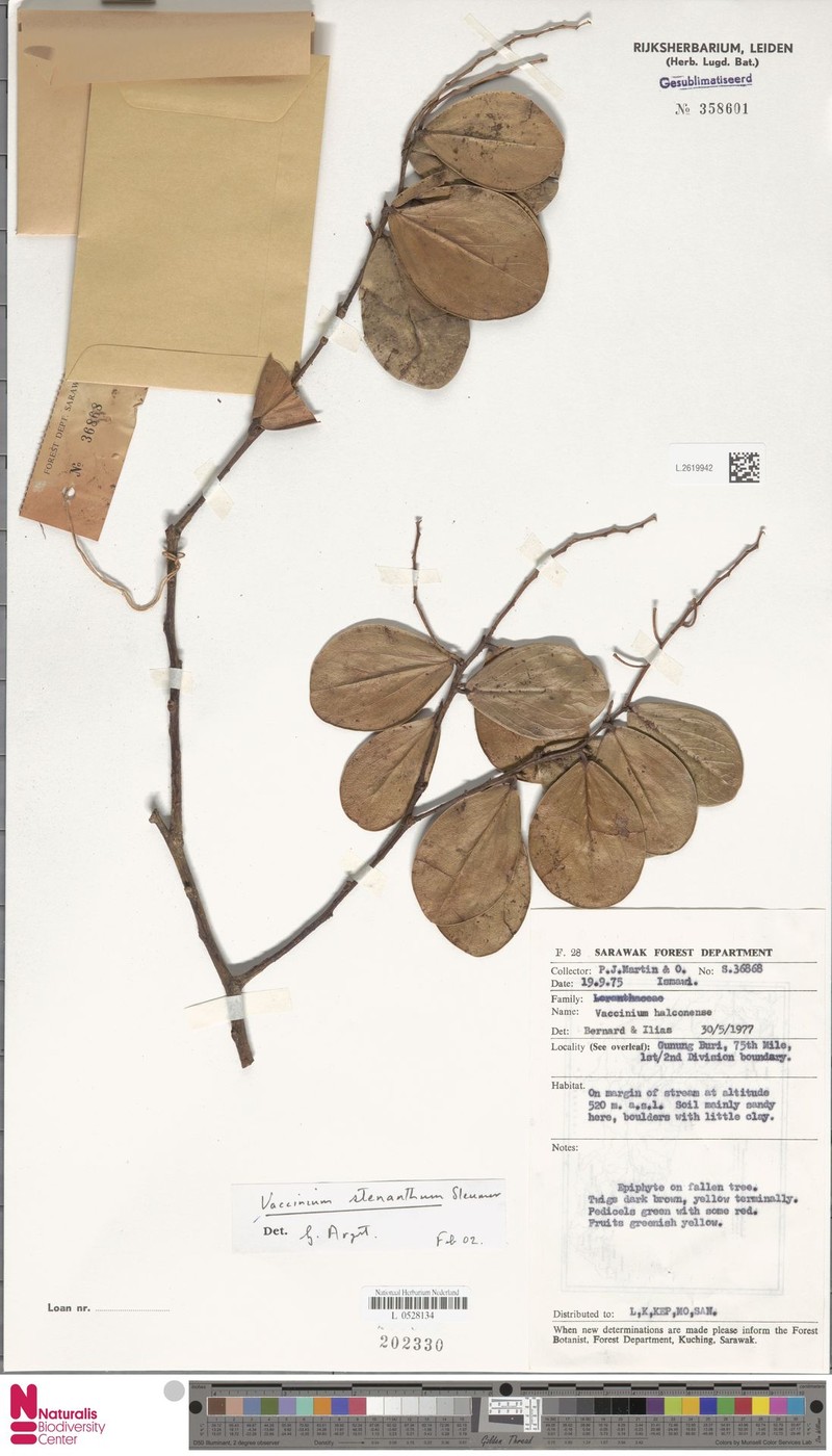 Vaccinium stenanthum photo 2